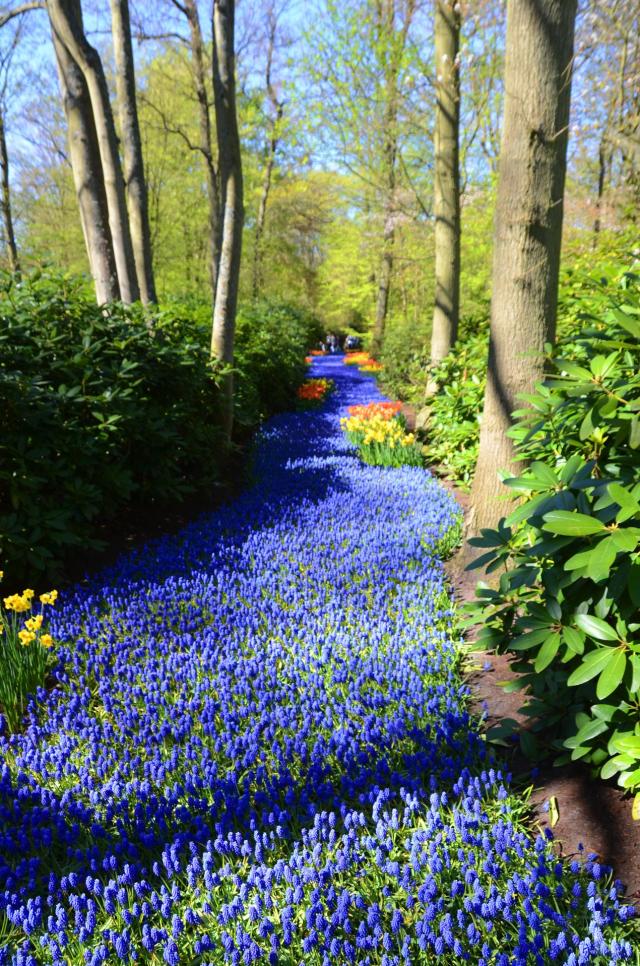 Amsterdam Kukenhof ASA_7543-medium