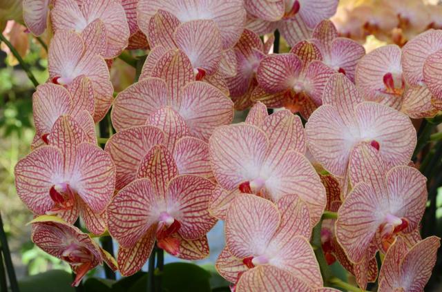 Amsterdam Kukenhof ASA_7562-medium