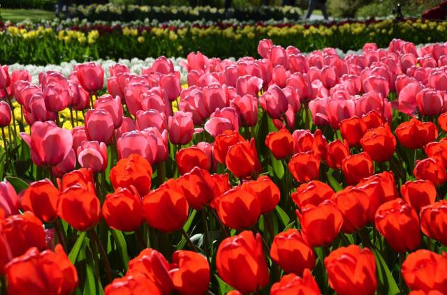 Amsterdam Kukenhof ASA_7566-medium