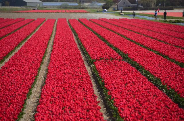 Amsterdam Kukenhof Tulip Field ASA_7442-medium