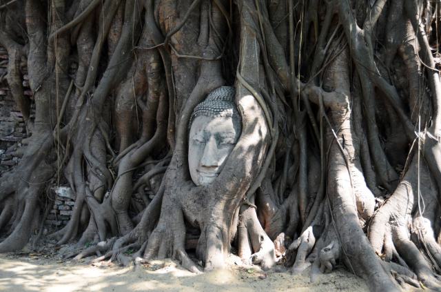 Bangkok Buddha Head n tree ASA_4095