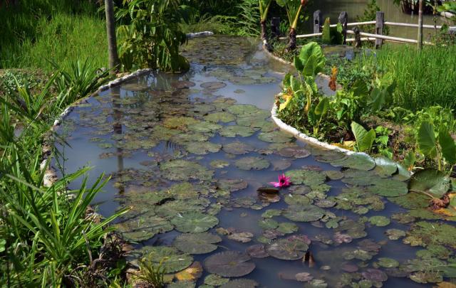 Phuket ASA_4325-small