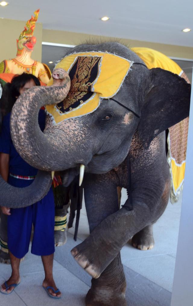 Phuket Elephant Posing ASA_4294-small