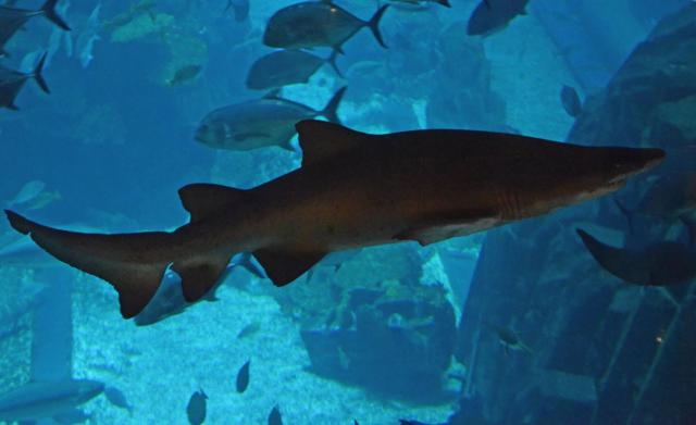 Dubai Mall Fish ASA_5128-medium