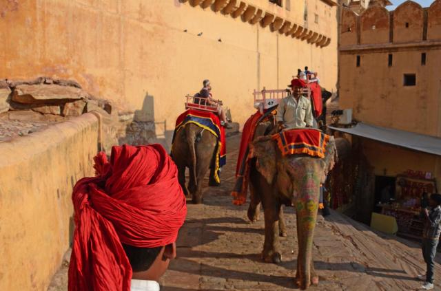 India Amber Fort Elephants ASA_5004