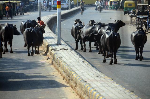 India Livestock ASA_4855
