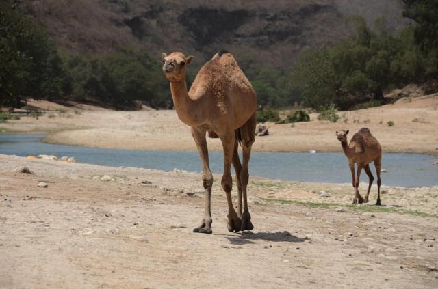 Salalah Camel ASA_5354-medium