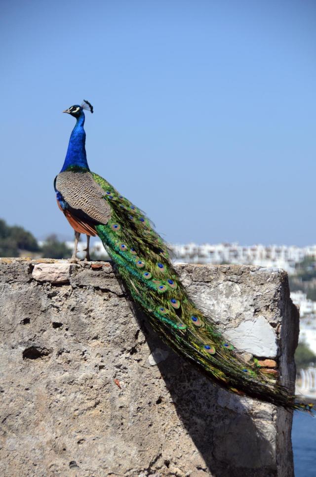 Bodrum Peacock ASA_6753-medium