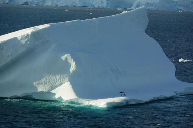 Ant2 Penguins Iceberg JAN_2039-medium