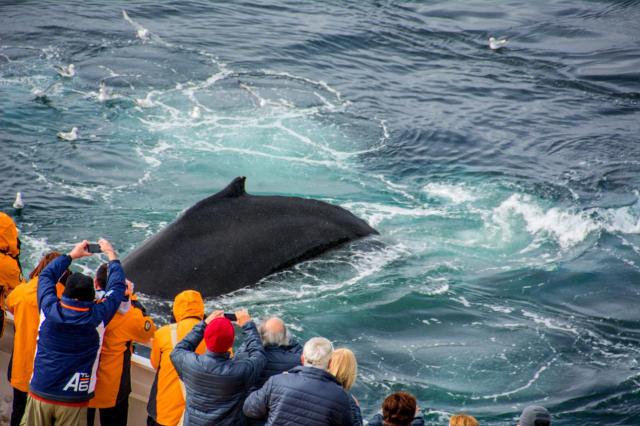 Ant2 Whale beside ship JAN_1833-medium