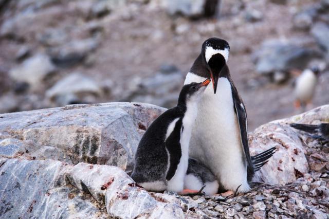Penguin and Chick