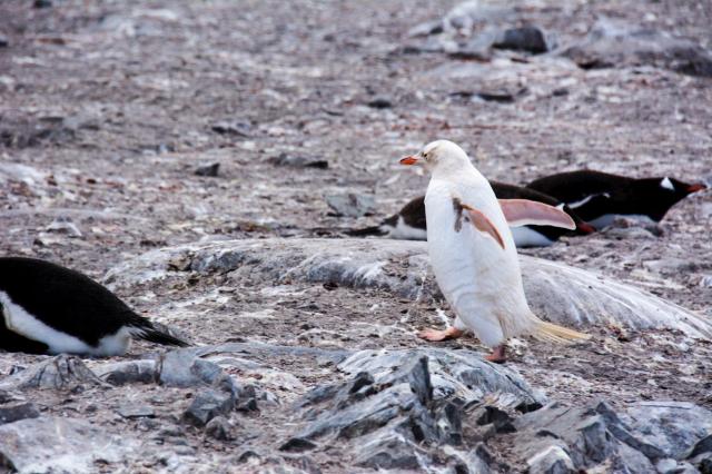 Leucistic Penguin