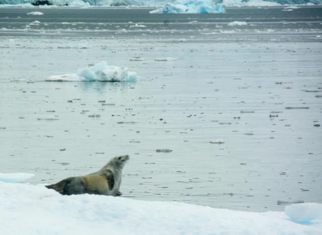 Ant3 Seal JAN_2366-medium