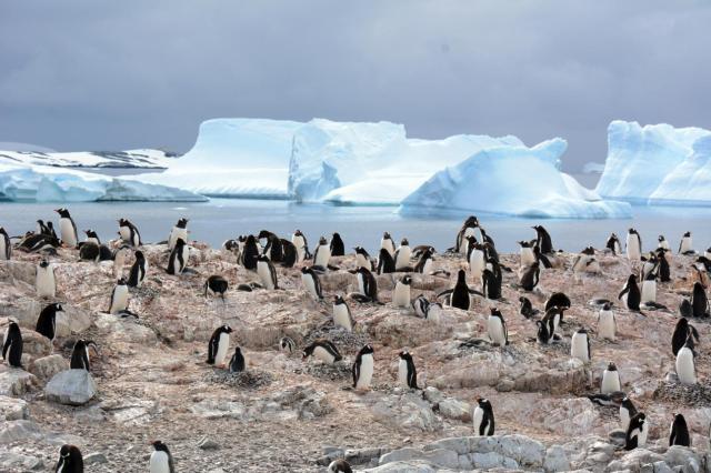 Gentoo Penguins