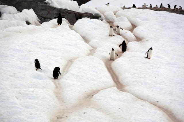 Penguin Highway