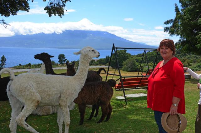 Puerto Montt Llamas JAN_0992-medium