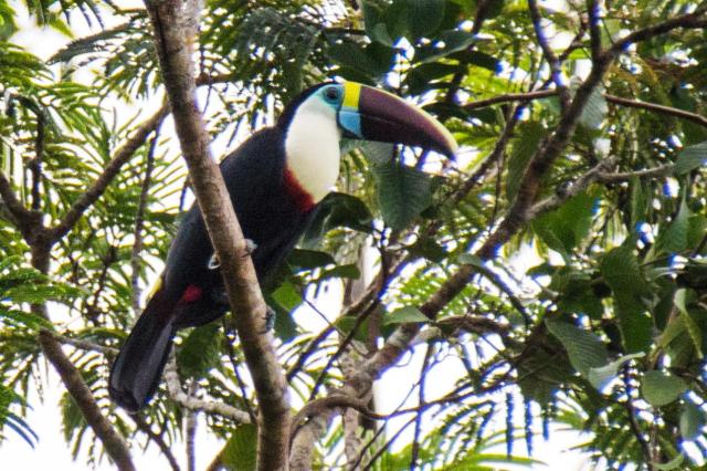 Alvanhinas Toucan MAR_4637-medium