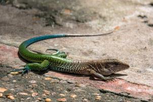 Manaus MAR_4736-medium