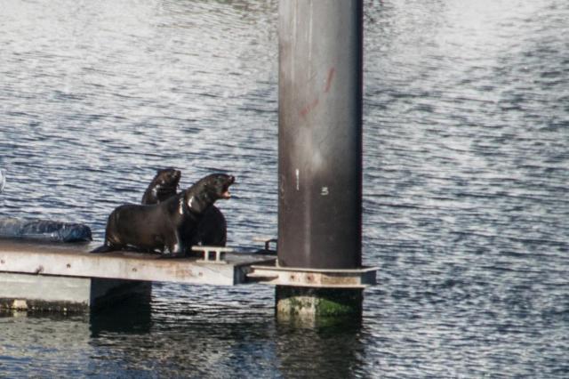 Cape Town DSC_1435-medium