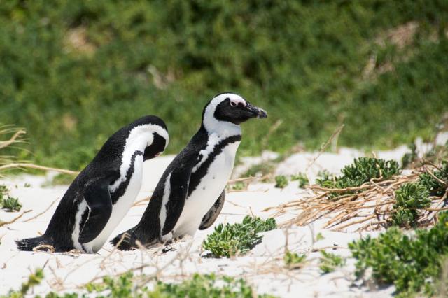Cape Town DSC_1478-medium