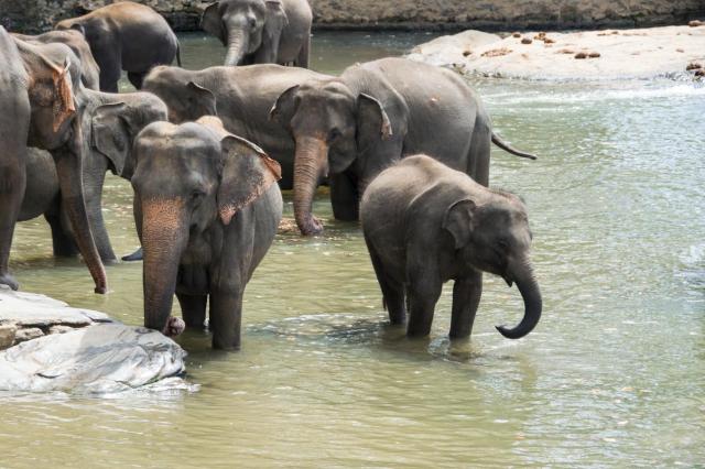 Colombo DSC_1725-medium