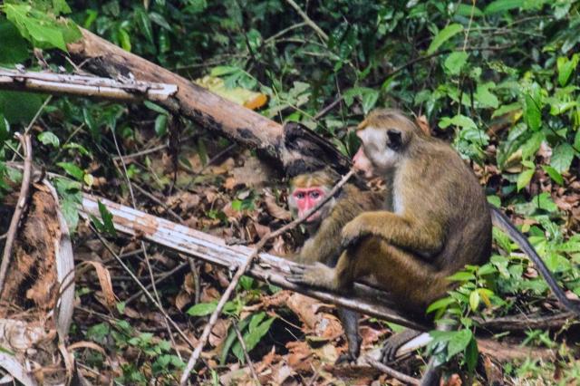 Colombo DSC_1745-medium