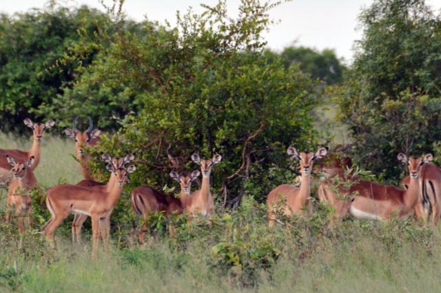 Kruger ZAR_6523-medium