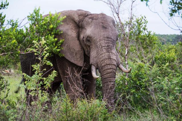 Kruger ZAR_6570-medium