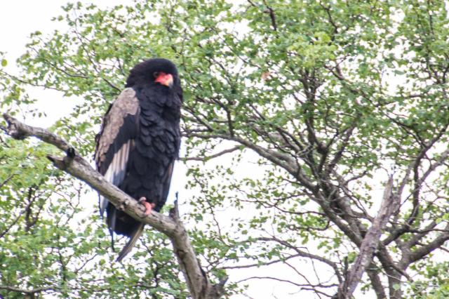 Kruger ZAR_6585-medium