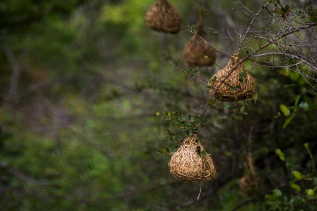 Kruger ZAR_6610-medium