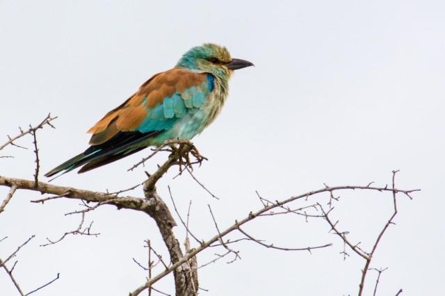 Kruger ZAR_6627-medium