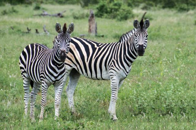 Kruger ZAR_6671-medium