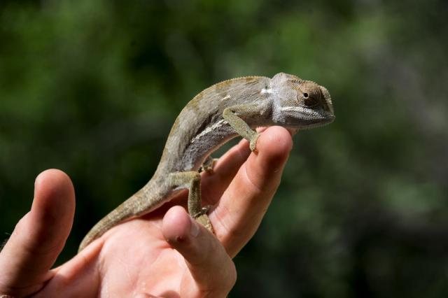 Kruger ZAR_6714-medium