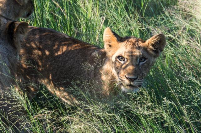 Kruger ZAR_6844-medium