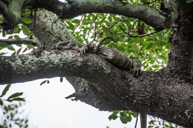 Kruger ZAR_6944-medium