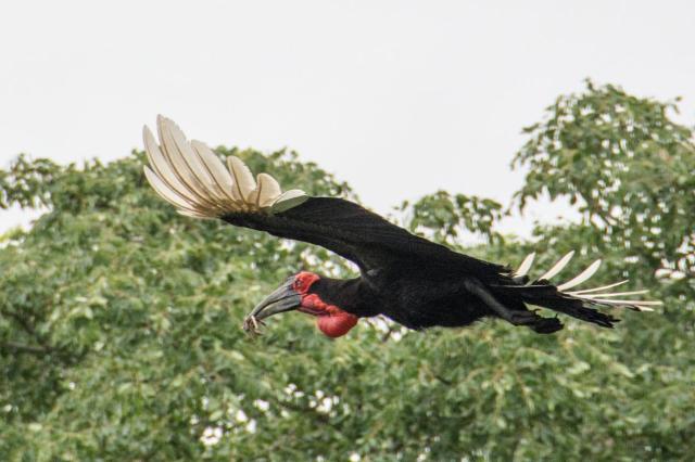 Kruger ZAR_6978-medium