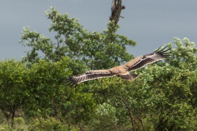 kruger ZAR_6989-medium