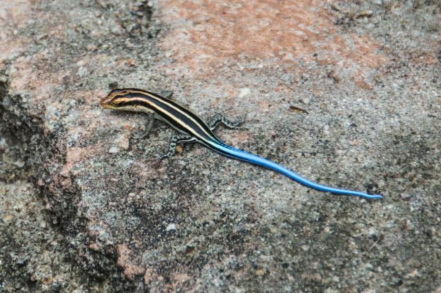 Kruger ZAR_7007-medium