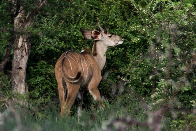 Kruger ZAR_7115-medium