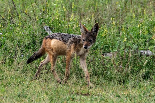 Kruger ZAR_7143-medium