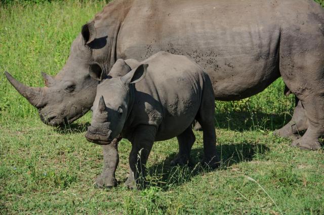 Kruger ZAR_7217-medium